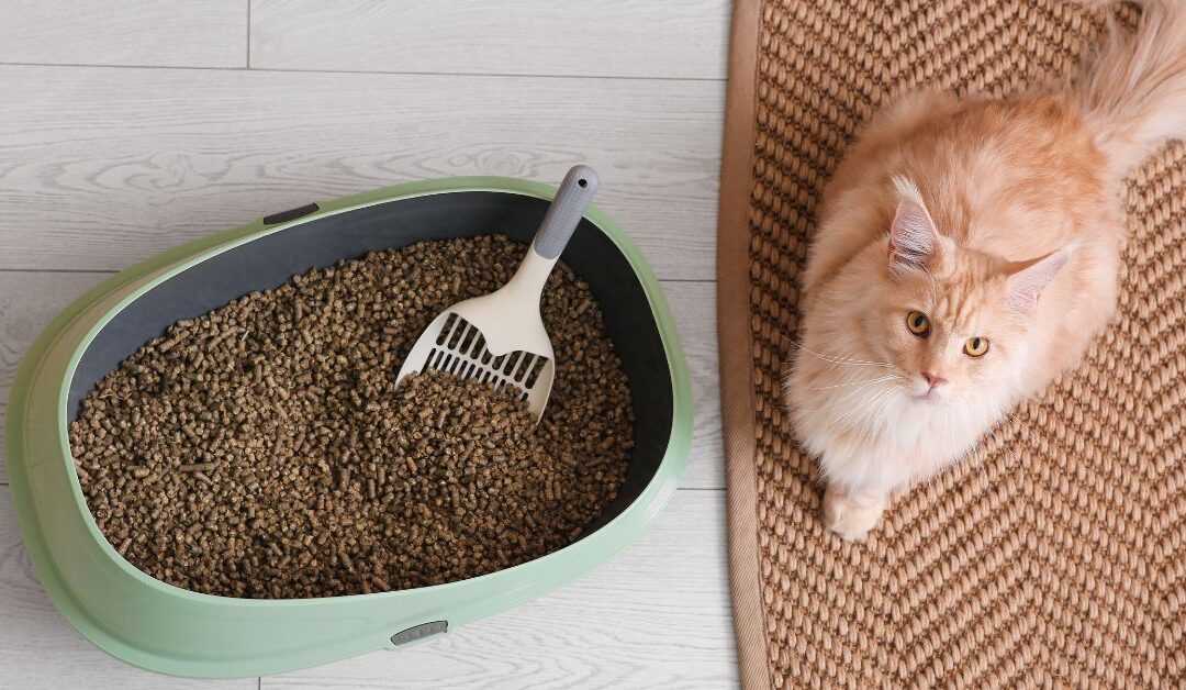The Ultimate Guide to Stress-Free Litter and Waste Management for Happy Cats