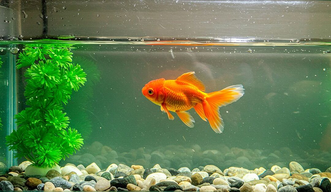 Beginner’s Guide to Fish & Aquatic Supplies: Setting Up Your First Stress-Free Aquarium