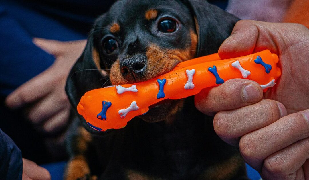 The Smart Dog Parent’s Guide to Dog Supplies That End Boredom and Destructive Chewing