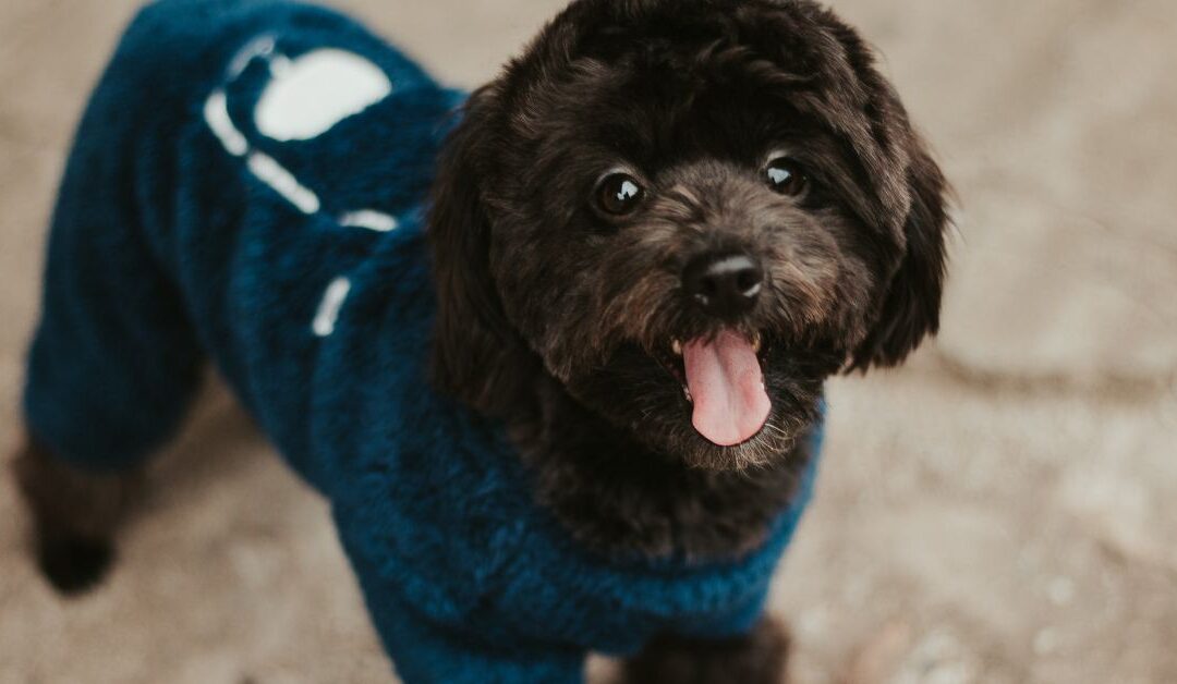 Keep Your Pet Comfortable and Stylish Year-Round with Pet Apparel