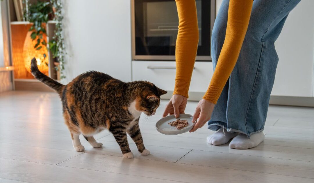 Never Miss a Meal Again: The Smart Cat Supplies Setup for Busy Pet Parents