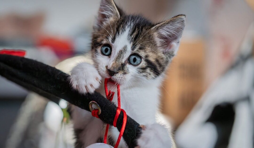 The Best Small Animal Essentials to Stop Fast Eating & Transform Mealtime Into Mental Enrichment