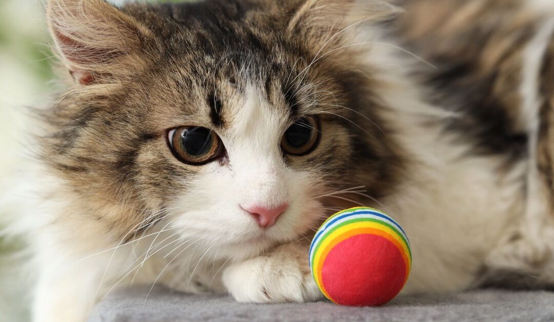 How to Keep Your Cat Mentally Stimulated with Pet Toys & Enrichment