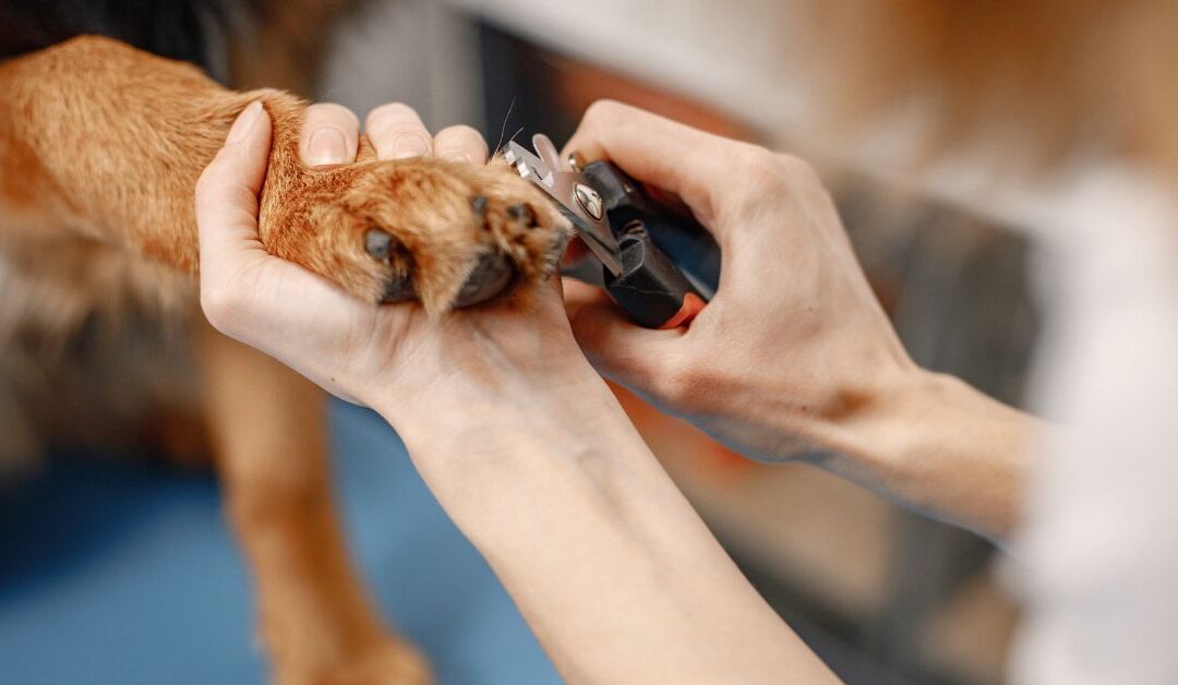 Debunking Pet Health Myths: How the Right Accessories Keep Pets Safe