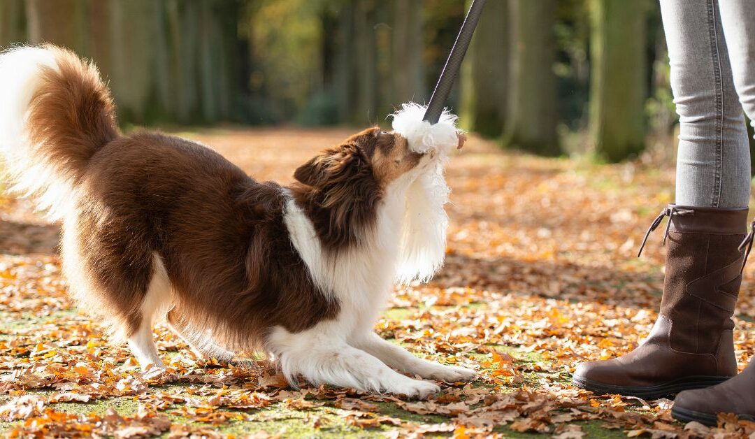 Top 5 Pet Training & Behavior Support Tips Every Pet Owner Should Know