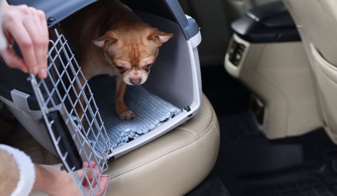 How to Make Pet Travel Stress-Free with the Right Carriers