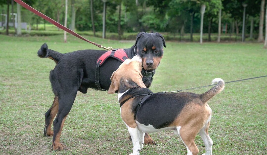 How to Keep Your Dog Safe and Stylish: Choosing the Right Collars, Leashes & Harnesses