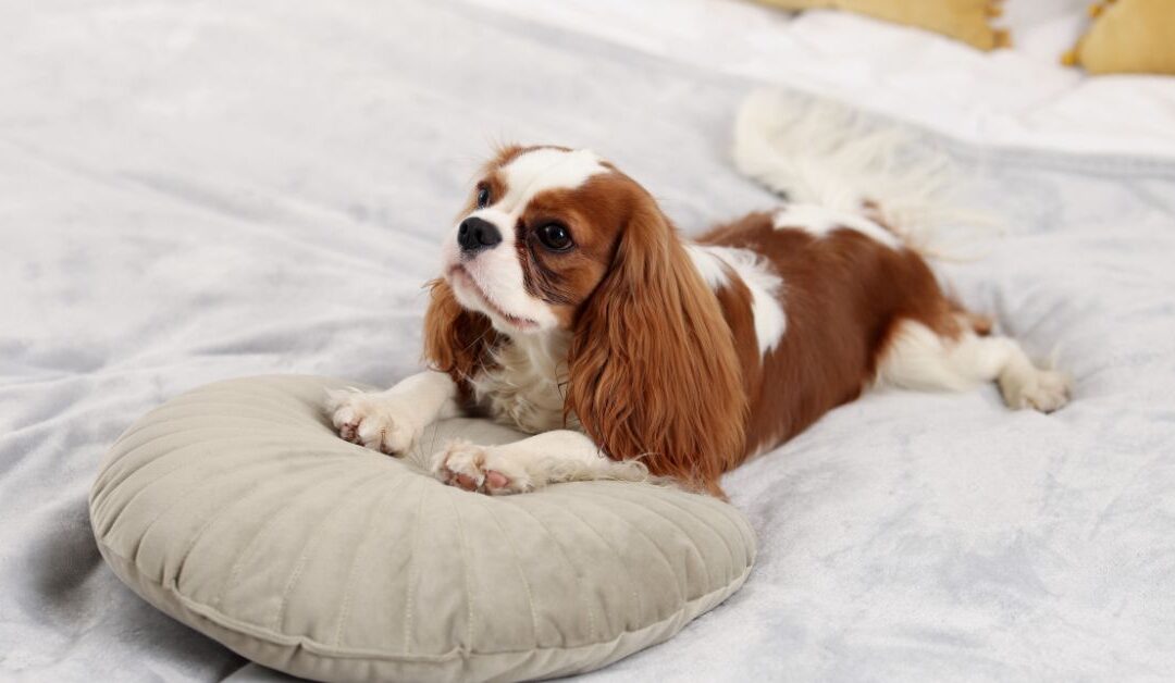 How to Keep Your Pet Cozy Year-Round with the Perfect Pet Beds & Comfort Solutions