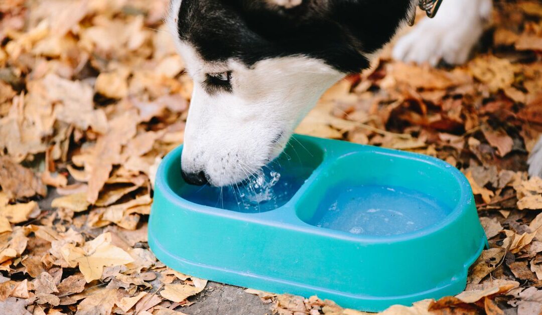 How to Keep Your Pet Hydrated and Healthy with Pet Feeding & Watering Solutions